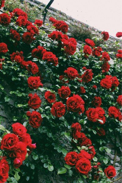 many red roses growing on the side of a building with green leaves and flowers around them