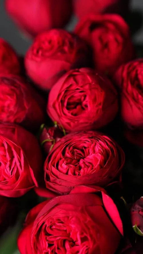 a bunch of red roses sitting on top of each other