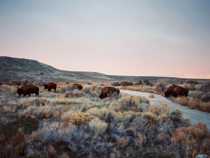 a herd of bison walking across a dry grass covered field next to a dirt road