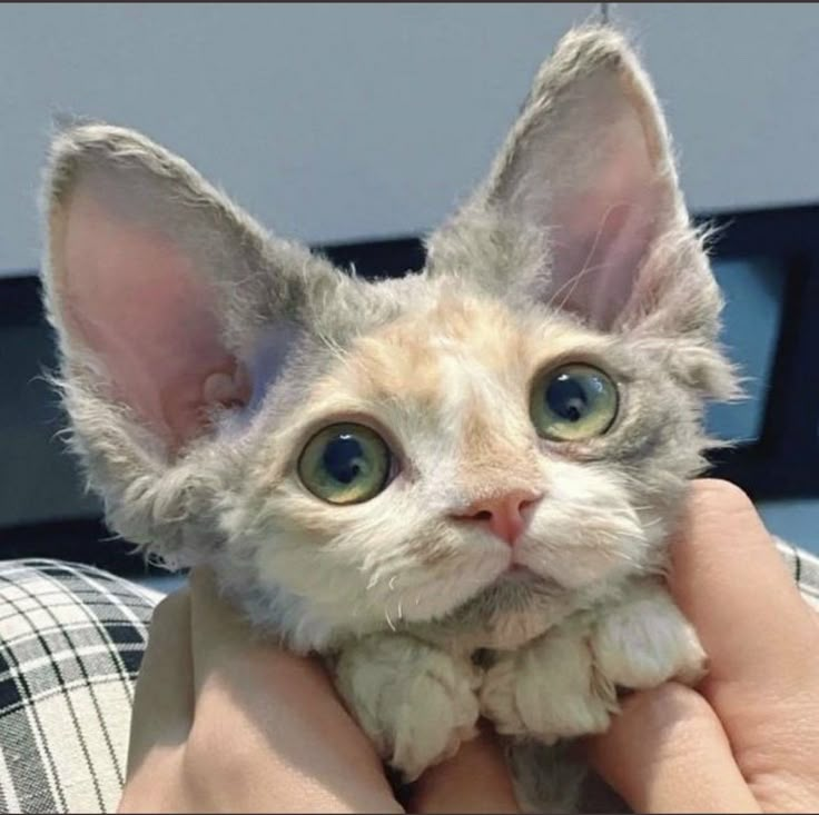 a person holding a small kitten up to their face with one eye wide open and the other half closed