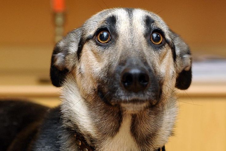 a close up of a dog looking at the camera