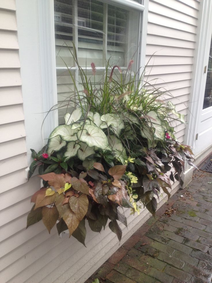 a window sill filled with lots of flowers next to a white house and brick walkway