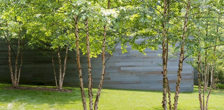 trees and grass in front of a concrete wall