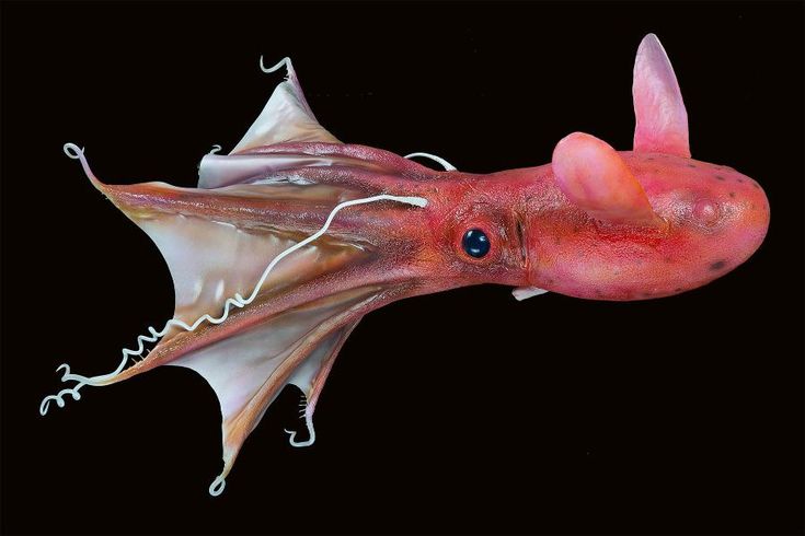 an octopus with its mouth open and tongue out, swimming in the water on a black background