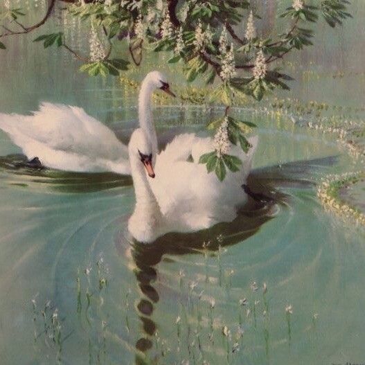 two white swans swimming in the water under a tree with flowers on it's branches