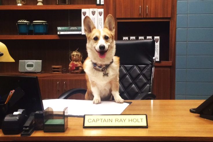 a small dog sitting on top of a desk