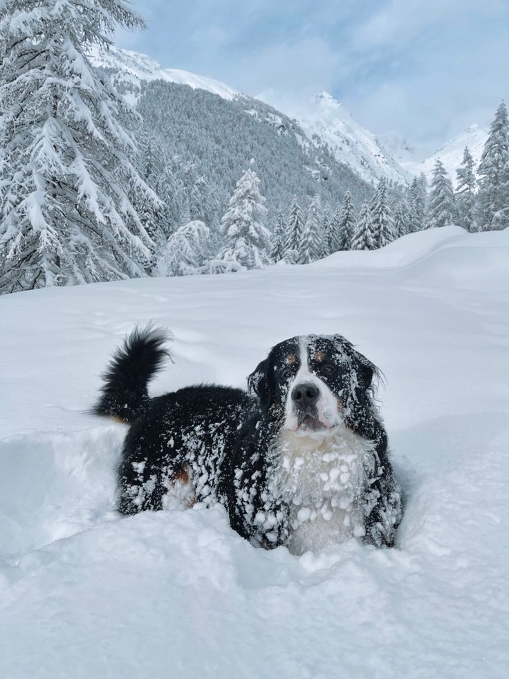 a black and white dog laying in the snow with trees in the backgroud