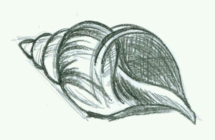 a pencil drawing of some kind of shell