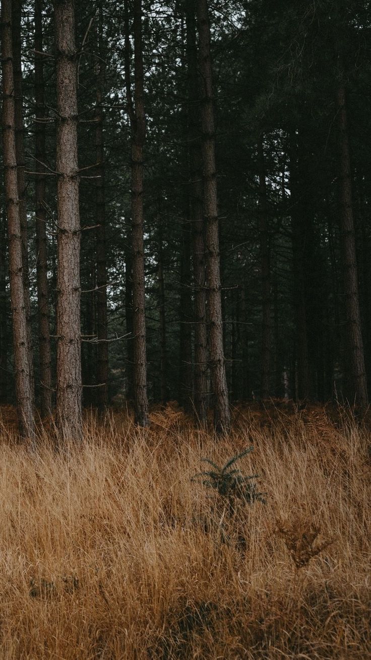 the tall grass is in front of the trees