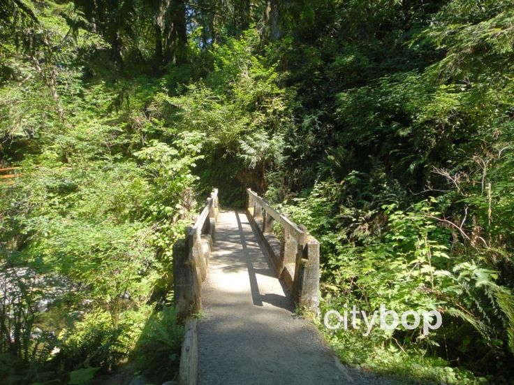 a wooden bridge surrounded by lush green trees