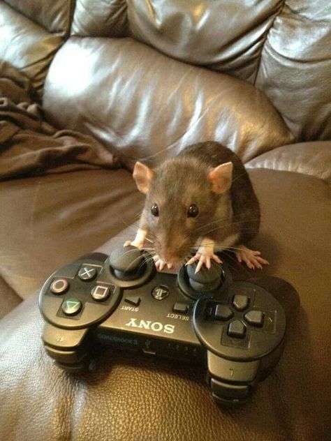 a rat is sitting on top of a video game controller and looking at the camera