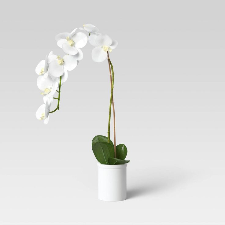 a white flower in a white vase with green leaves