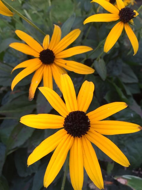 three yellow flowers with black centers in the middle and green leaves on the other side