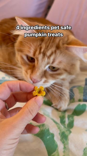 a person feeding a small yellow flower to an orange cat with the caption, 4 ingredients pet safe pumpkin treats