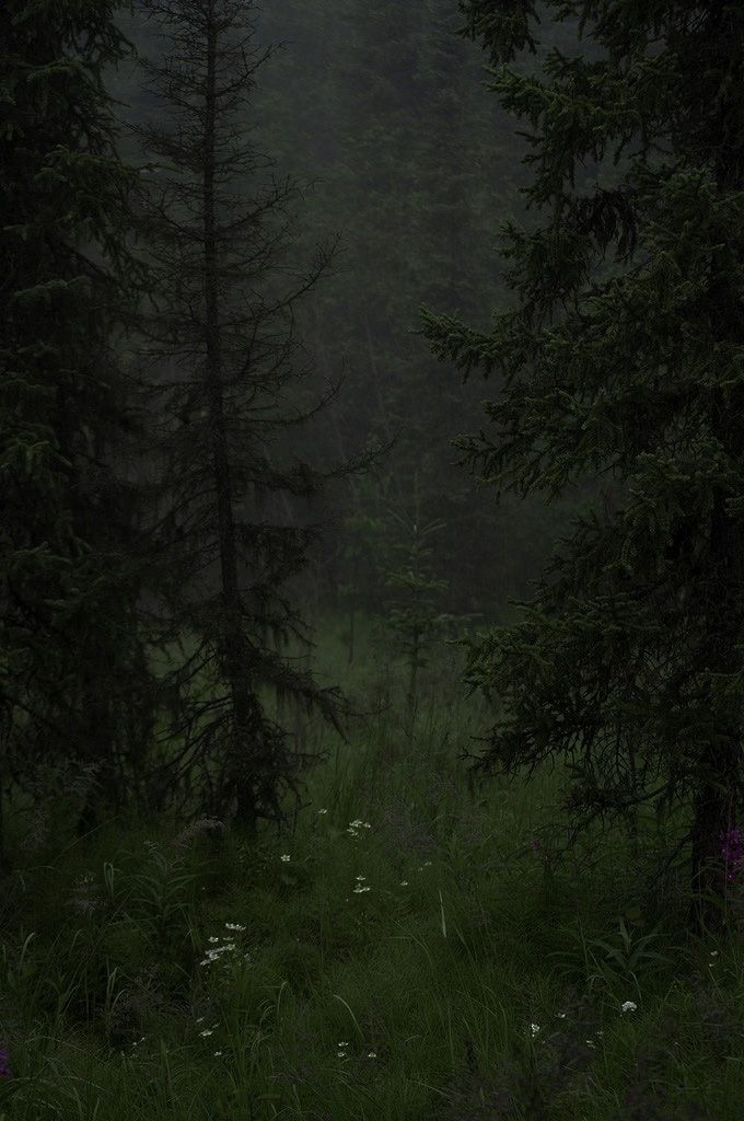 a dark forest filled with lots of trees and tall green grass covered in white flowers