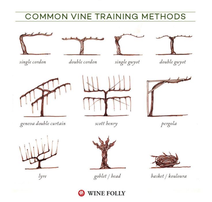 various types of tree branches with names and pictures on the bottom right hand corner, which includes common vine training method