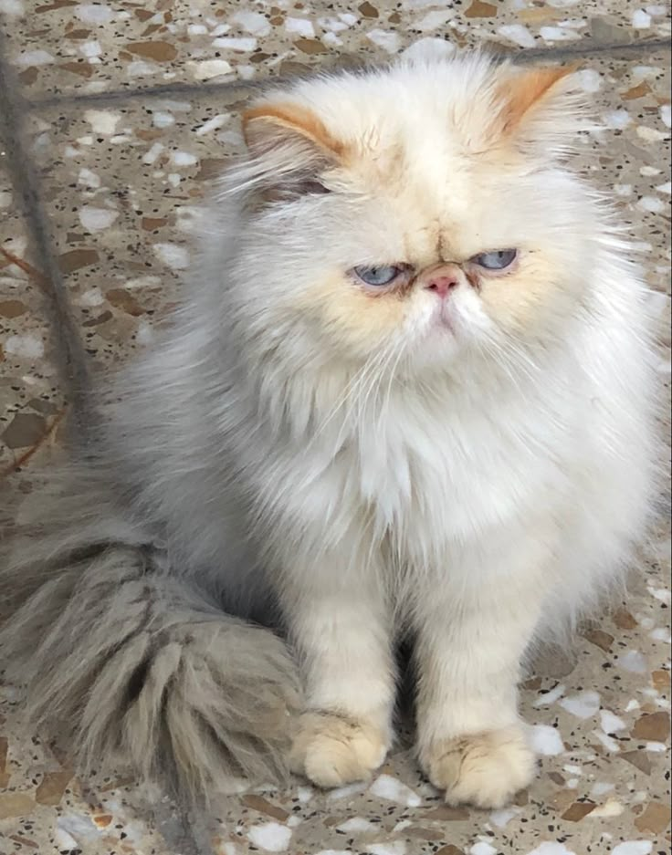 a fluffy white cat with blue eyes sitting on the ground next to a tile floor