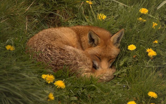 a baby fox curled up asleep in the grass with dandelions around it's head