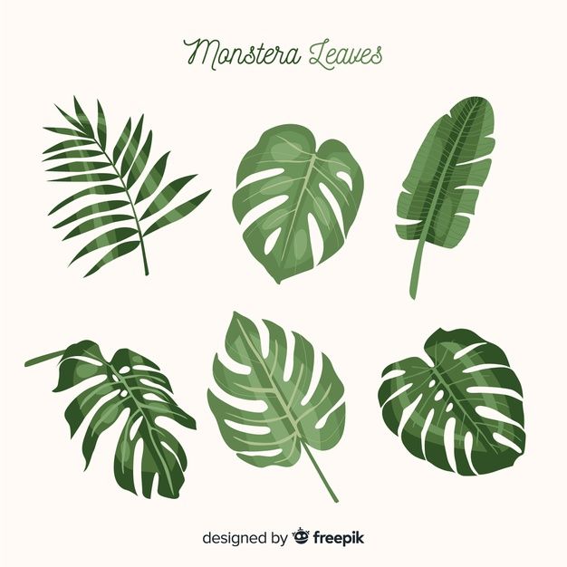 tropical leaves in various shapes and sizes on a white background with the words, monstera leaves