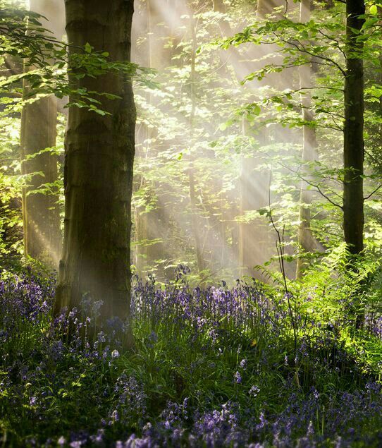 sunbeams shine through the trees in a forest filled with bluebells and wildflowers