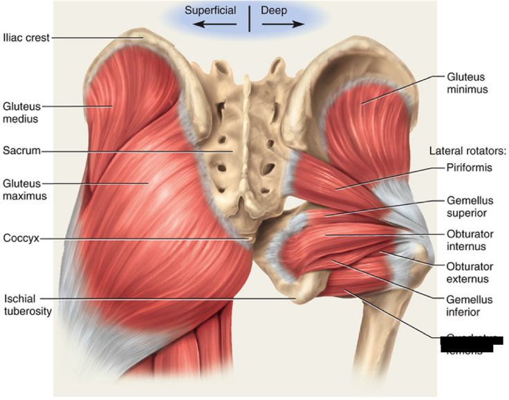 the muscles are shown in this diagram, and there is no image on it to describe