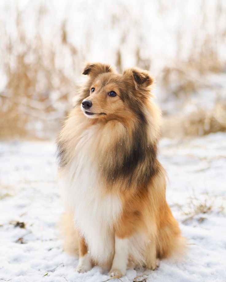 a brown and white dog sitting in the snow