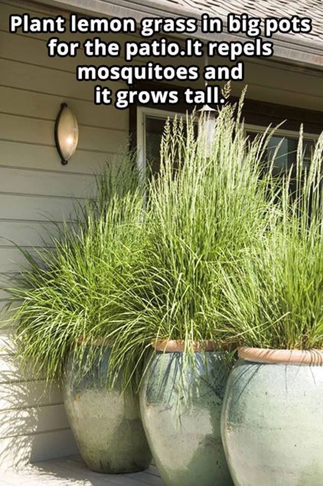 two large planters with grass growing out of them