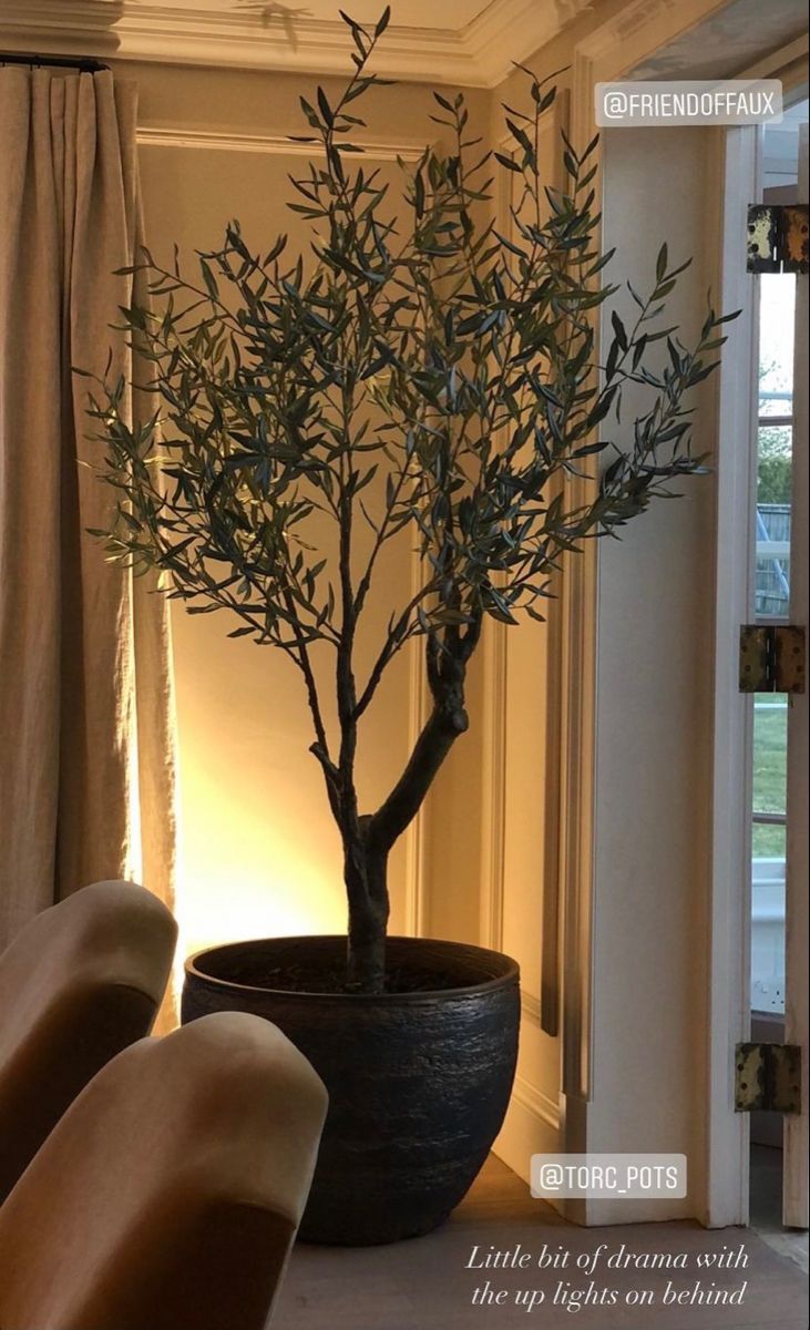 an olive tree in a large black pot