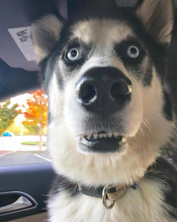 a black and white dog sitting in the back seat of a car with its mouth open