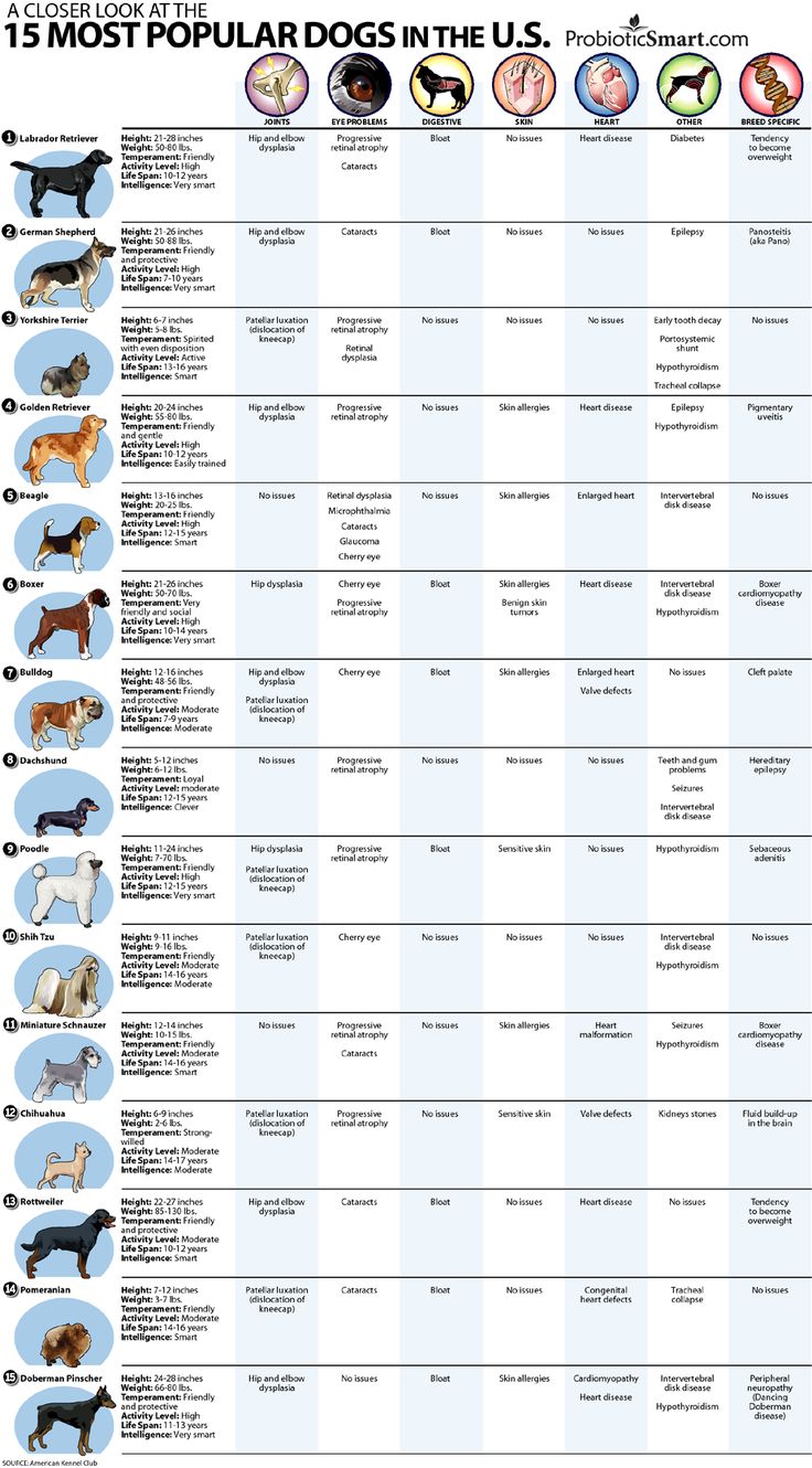 the top ten most popular dogs in the u s infographical dog breeds and their names