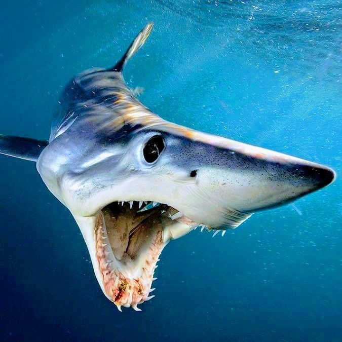 a shark with its mouth open in the water