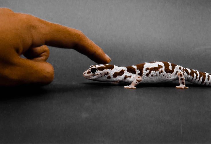 a small gecko sitting on top of a table next to a person's hand