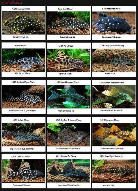 an image of different types of fish in the water with caption for each one