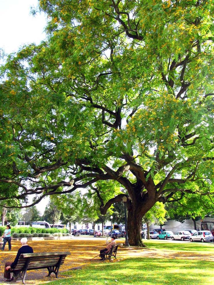 two people sitting on benches under a large tree