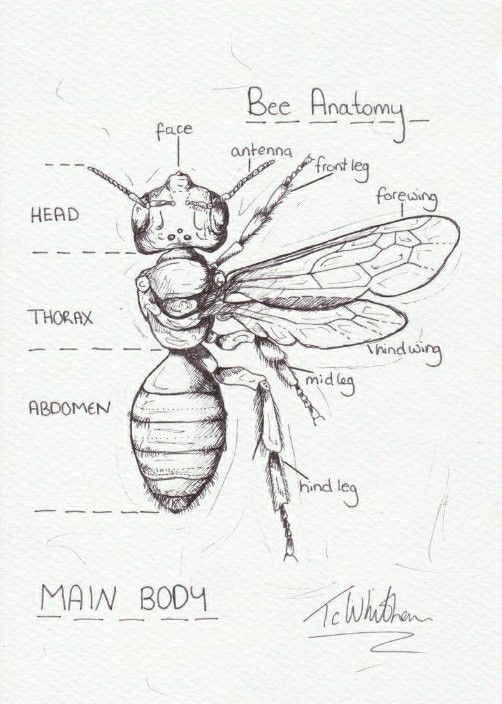 a drawing of the anatomy of a bee