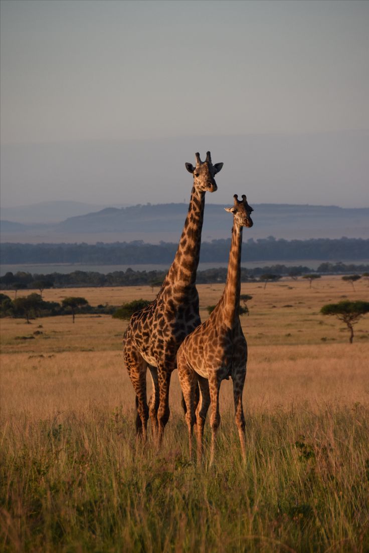 two giraffes standing in the middle of a grassy field with mountains in the background