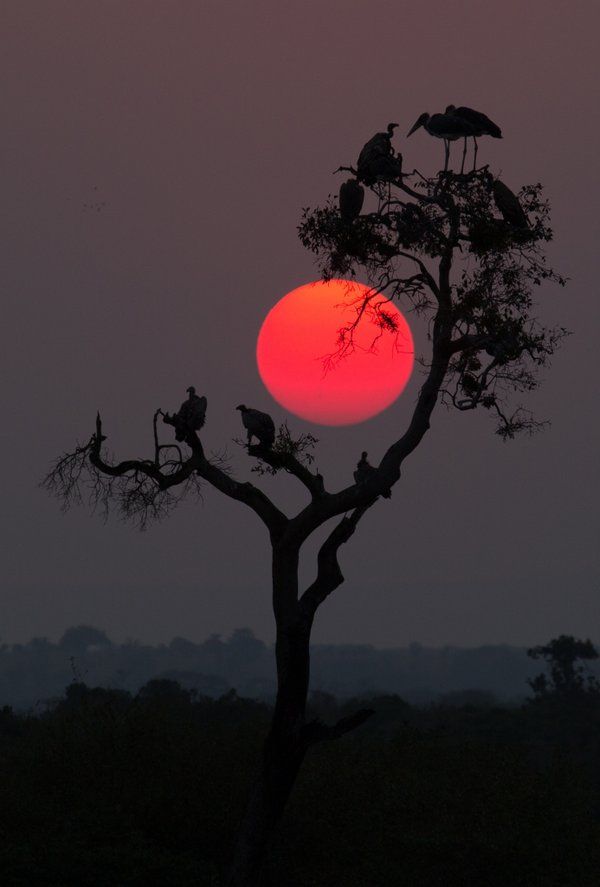 the sun is setting behind a tree with birds perched on it