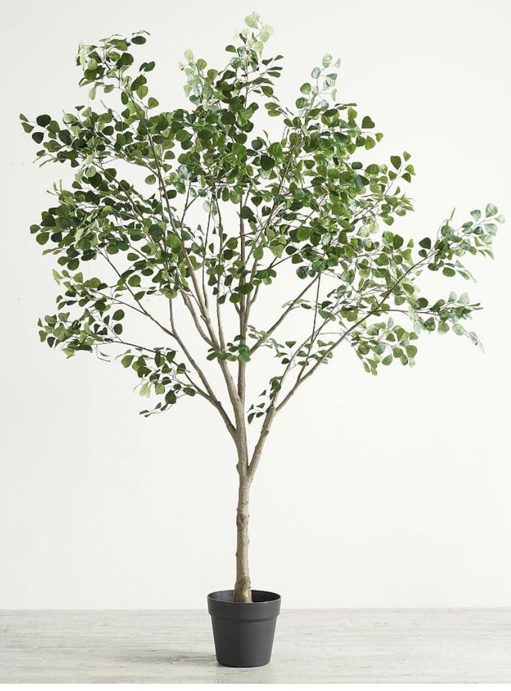 a small potted tree with green leaves