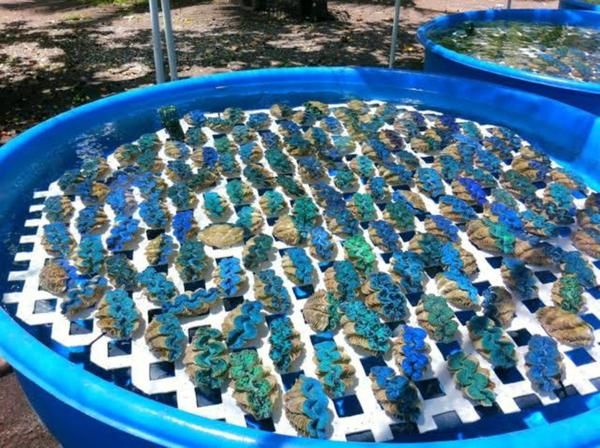 two large blue barrels filled with rocks and water