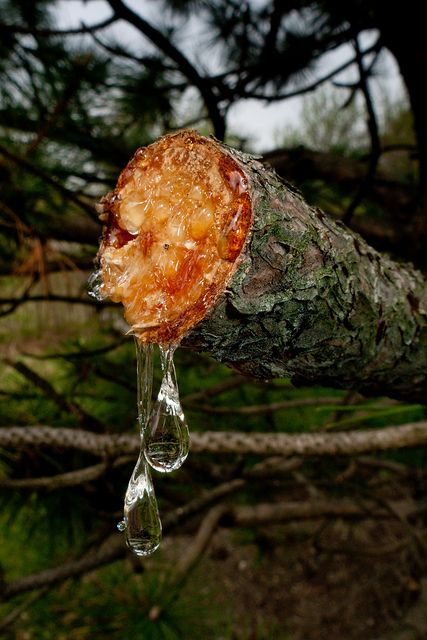 a tree that has some kind of substance hanging from it's trunk and is dripping