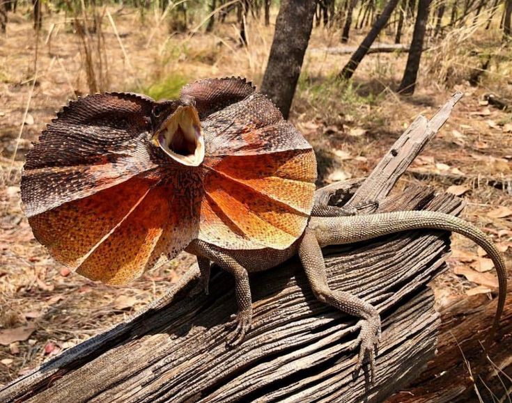 an orange and brown lizard sitting on top of a wooden log in the middle of a forest