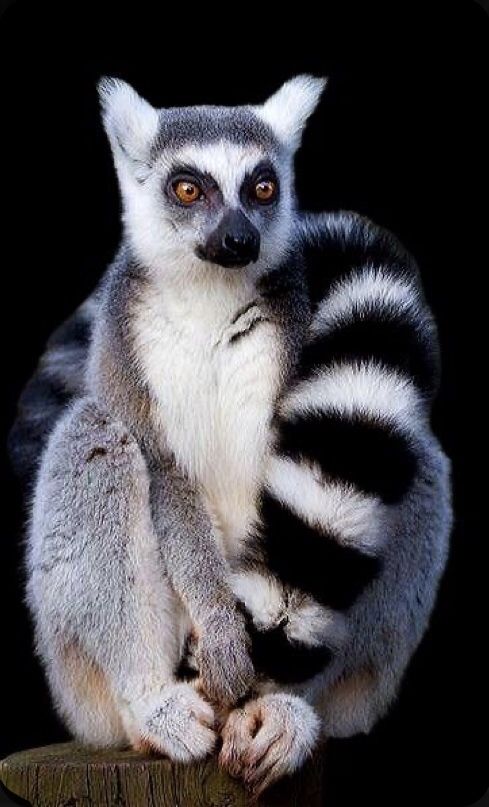 a ring tailed lemur sitting on top of a piece of wood in front of a black background