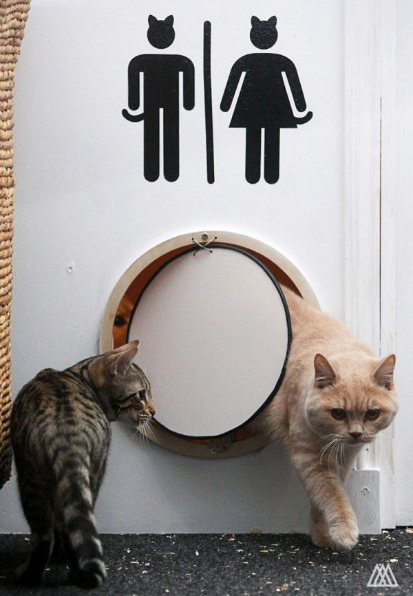 two cats standing next to each other in front of a bathroom sign with a man and woman on it