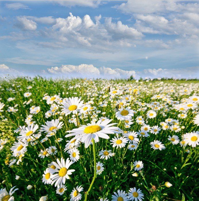 Wall Mural Springtime: field of daisy flowers with blue sky and clouds ...