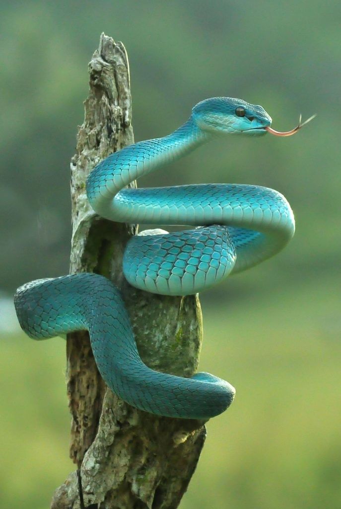 a blue snake on a tree branch