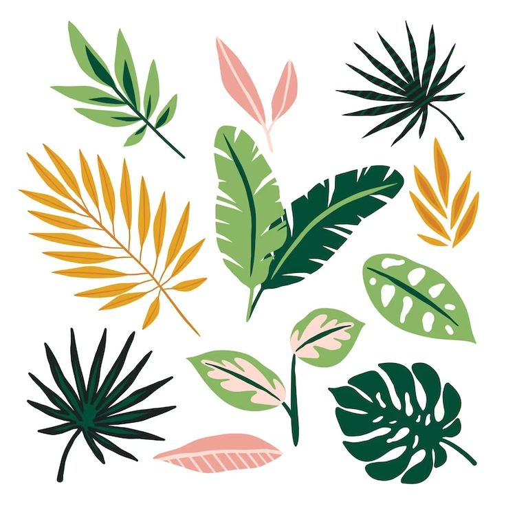 an assortment of tropical leaves on a white background