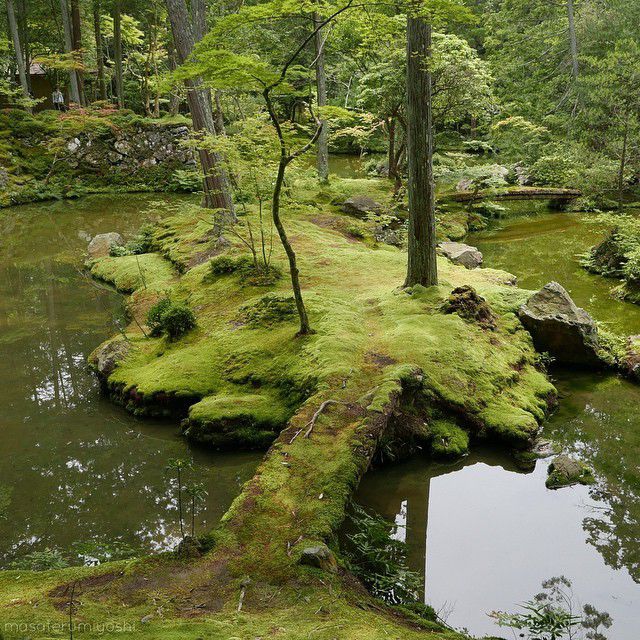 moss covered rocks and trees in the middle of a pond with water running through it