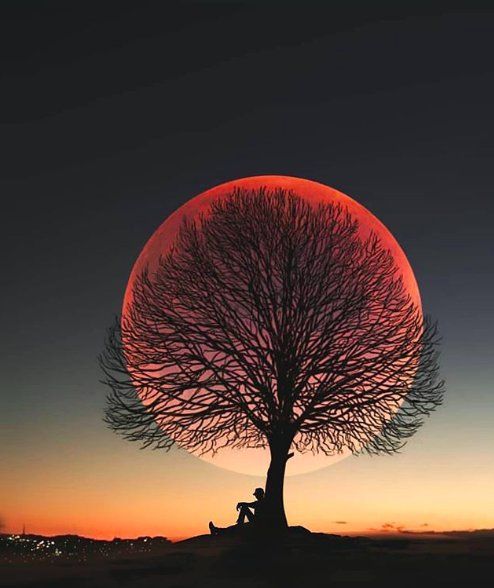 a person sitting on a bench under a tree with the sun setting in the background