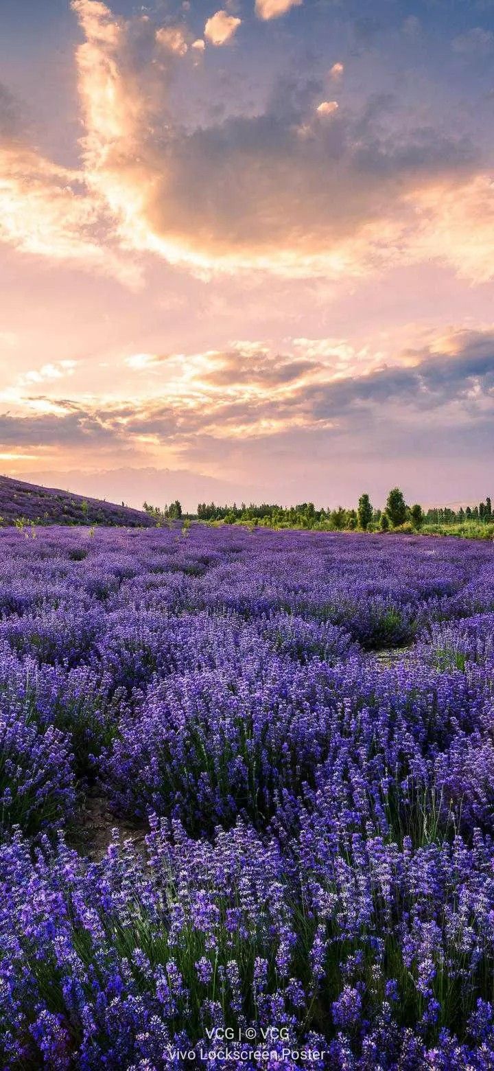 a field full of purple flowers with the sun setting in the sky behind it and clouds above