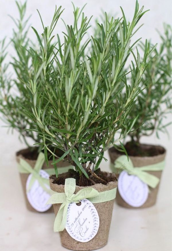 three small potted plants with tags tied to them